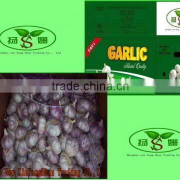 (HOT) Purple garlic exporters