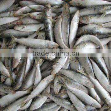 Frozen sardine frozen fish feed 260 - 300 pcs