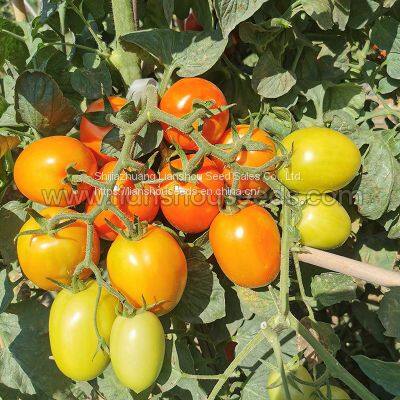 T178 Semi Determinate Saladette Tomato Varieties photo-2