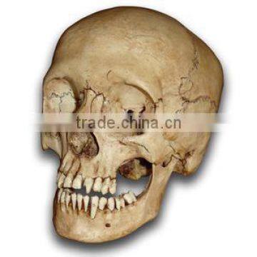 life-size PU Polyurethane foam human skull anatomical skull model