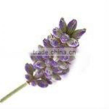 Lavender Essential Oil - LAVENDULA OFFICINALIS