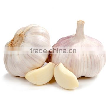 fresh pure white garlic