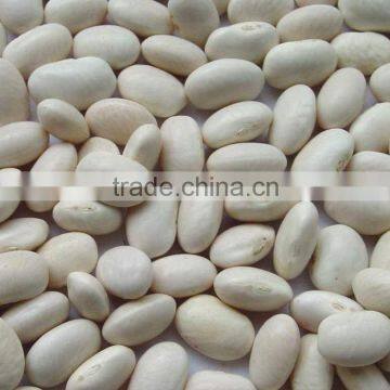 Japanese white kidney beans with good quality FOR SALE