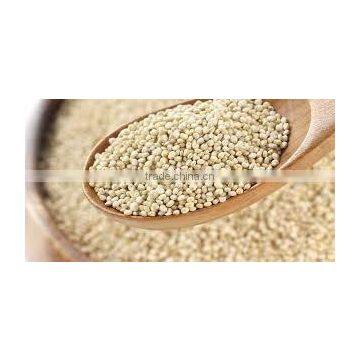 High Quality Indian Amaranth