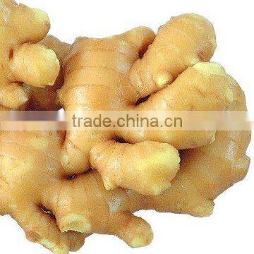 ginger extract