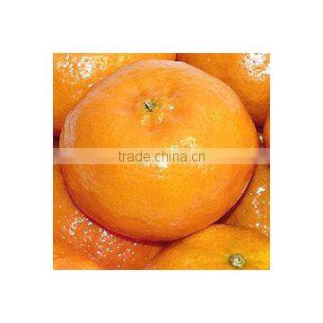 New Year 2017 Special Offer - Kinnow Citrus / Mandarin / Navel Valencia Orange / Tangerines