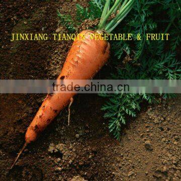 Red Carrot From China