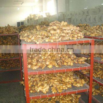 Shandong Fresh Ginger Size: 50g up--300g up.