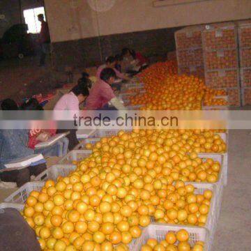 Chinese Fresh Orange Cheap Selling