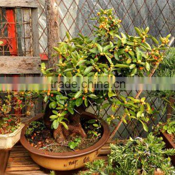 Fresh Orange Tree Seedling