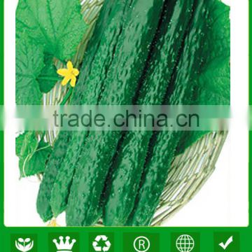 CU08 Fengwang high disease resistant f1 hybrid cucumber seeds for sale