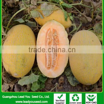 SM09 Iphonemi no.45 f1 hybrid hami melon seeds, 3-3.5kgs, long oval shape, 15% brix