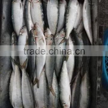 Low Price Canned Fish Sardine Frozen Sardine for Canning Good-quality photo-4