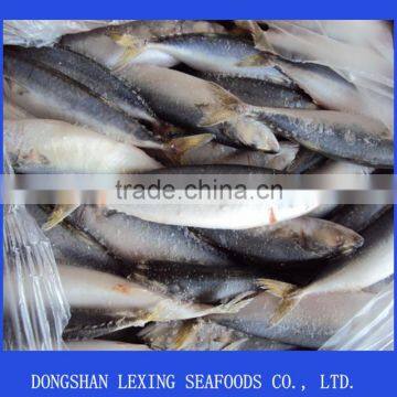 Frozen Mackerel Prices photo-1