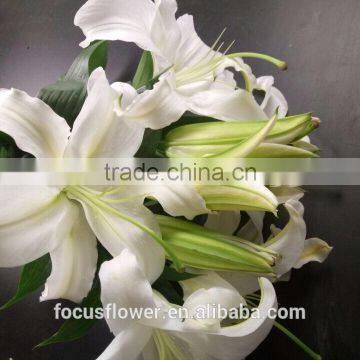 With Competitive Price Natural Fresh Cut Lily From Kunming