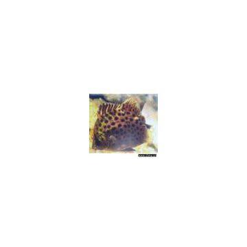 Sell Scatophagus Argus