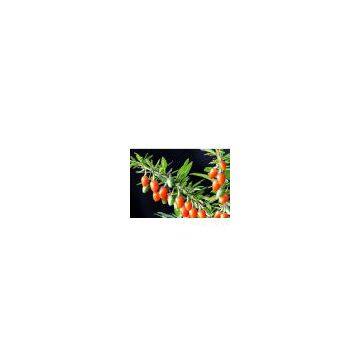 Wolfberry Extract(huping@nutra-max.com)