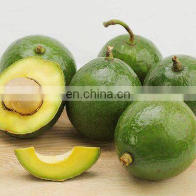 Fresh Booth Avocado Vietnam High quality