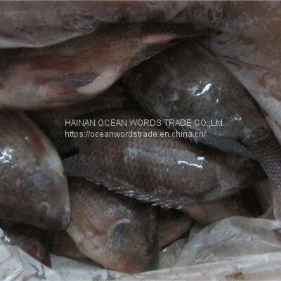 Tilapia 300-500/500-800/800+ photo-2