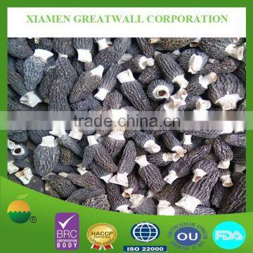 Dried Morel Morchella Mushroom