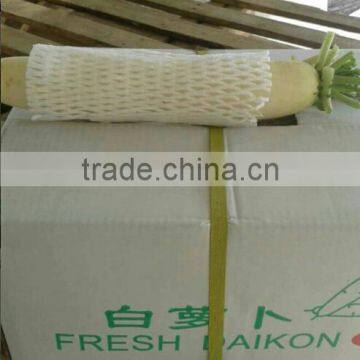 Fresh Chinese White Radish on Sale photo-6