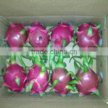 Fresh Dragon Fruit