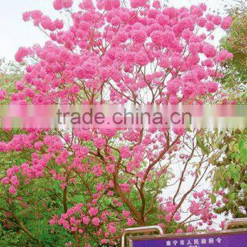 Tabebuia Pentaphylla photo-6