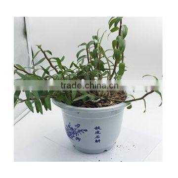 Dendrobium Seedling
