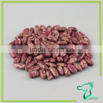 Fresh Low Price Red Speckled Kidney Beans 2015 Crop