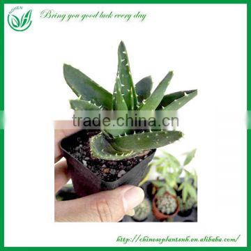 Decorative Indoor Green Succulent Plant wholesale