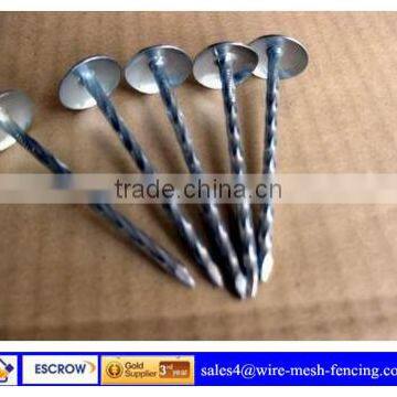 large head galvanized Umbrella Roofing Nails/Concrete Nails made in china