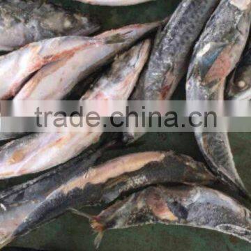 SCOMBER JAPONICUS SEAFROZEN $ SHIPFROZEN pacific mackerel 200-300g