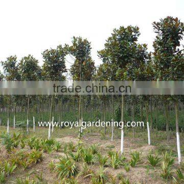 Magnolia Grandiflora Cold Hardy Landscaping Trees photo-3
