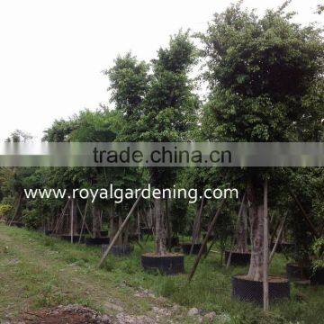Outdoor Ficus Nitida Trees photo-2