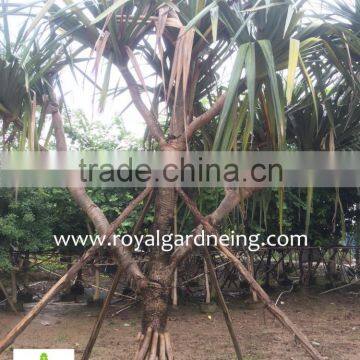 Pandanus Utilis High 4-5m Landscaping Tree photo-6