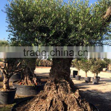 Olive Tree "Lechin"- Olea Europaea "Lechin Ejemplar" photo-5