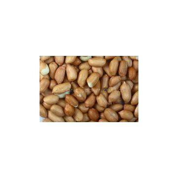 PEANUT OR GROUNDNUT