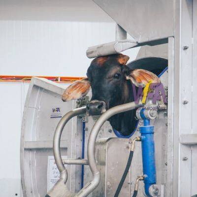 Religious Methods Cow Cattle Slaughterhouse Price Of Cow Halal Muslim Slaughter Box For Beef Plant Killing Machine photo-5