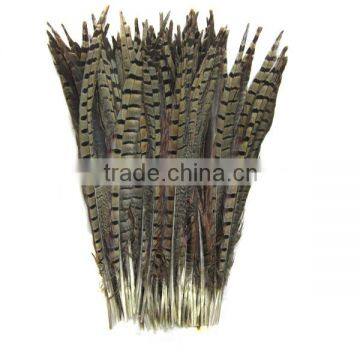 Lady Amherst Pheasant Tail Feathers