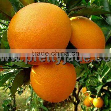 Chinese fresh Navel orange