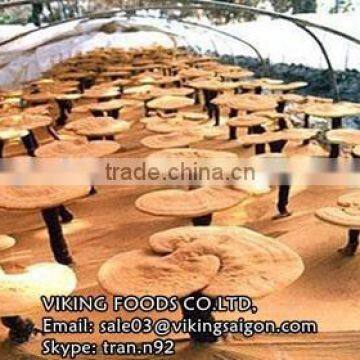 HIGH QUALITY - REISHI/GANODERMA/LUCIDUM/LINGZHI MUSHROOM