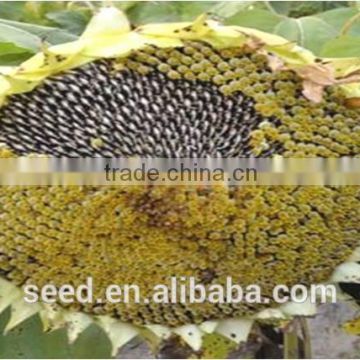 bulk organic sunflower seeds price 1341