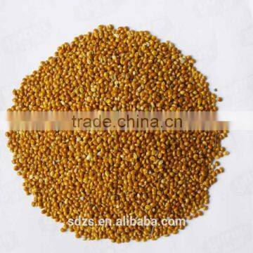 sorghum price can be very competitive