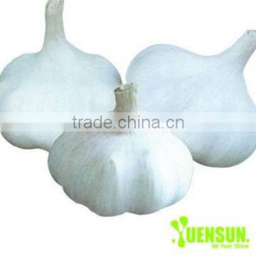 100% Pure Garlic Extract Powder Water soluble Allicin