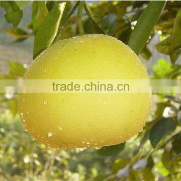 Top quality guan-xi honey pomelo chinese