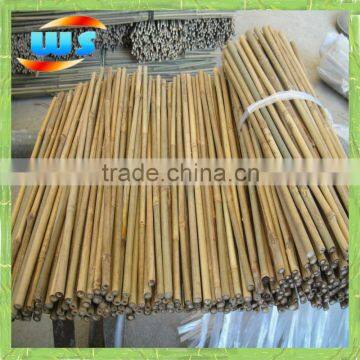 Bambu for plantation plant growing 45cm X 10-12mm