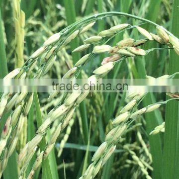 BROKEN 3% VIETNAM KDM RICE WITH TOP QUALITY