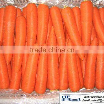 fresh carrot S/M/L/2 L full stock_