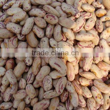China High Quality Speckled Beans Wholesale photo-4