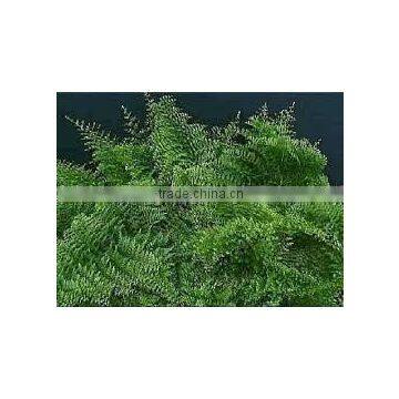 Nephrolepis exaltata whitmanii (Common Lace Fern, Large Lace Fern)